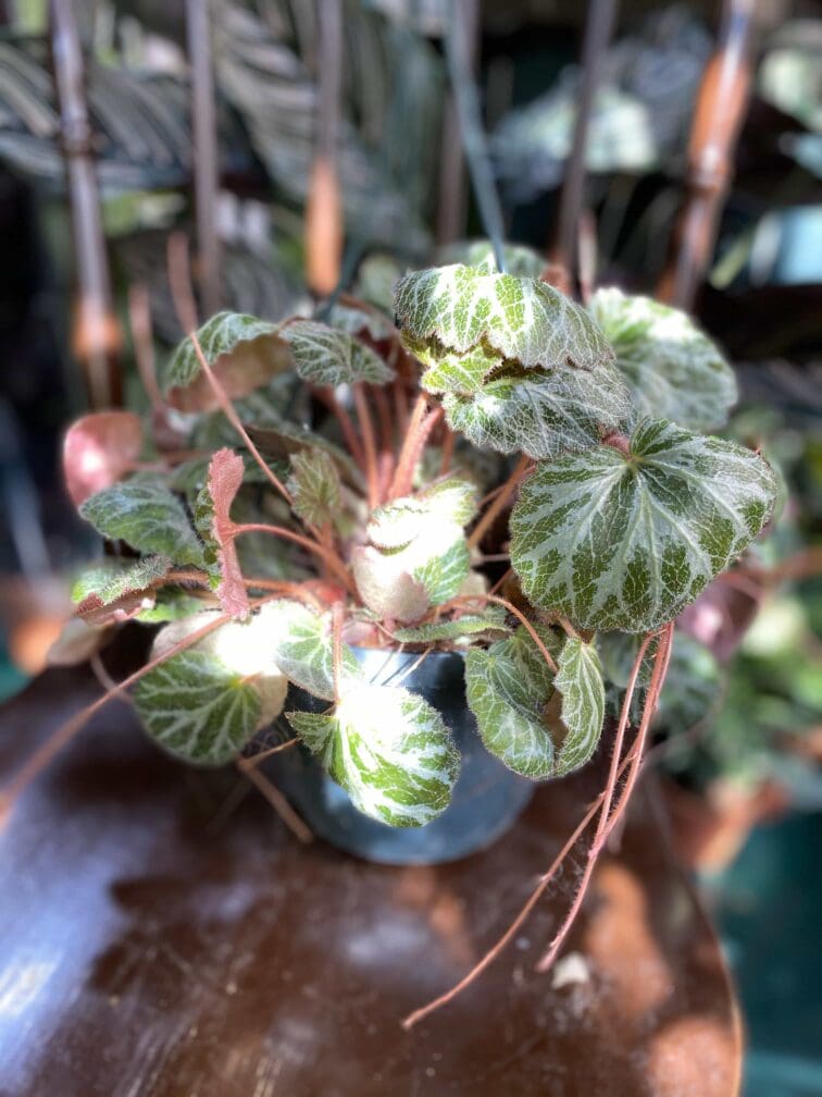saxifraga-solonifera_18x13-0.jpg Zdjęcie rośliny Saxifraga solonifera ujęcie 1