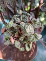 Zdjęcie rośliny Saxifraga solonifera ujęcie 2
