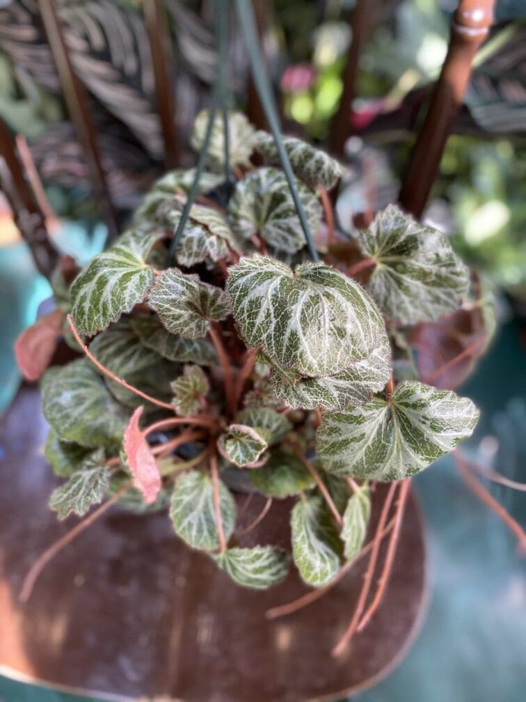 Zdjęcie rośliny Saxifraga solonifera ujęcie 2