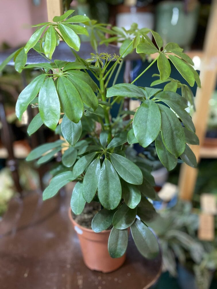 Zdjęcie rośliny Schefflera Arboricola ujęcie 1