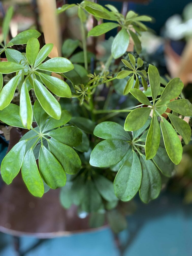 Zdjęcie rośliny Schefflera Arboricola ujęcie 2