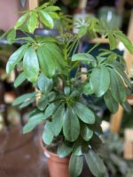 Zdjęcie rośliny Schefflera Arboricola ujęcie 3