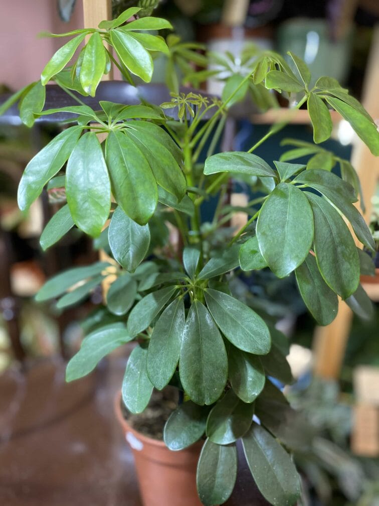 Zdjęcie rośliny Schefflera Arboricola ujęcie 3