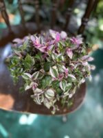 Zdjęcie rośliny Tradescantia fluminensis quadricolor (Trzykrotka ) ujęcie 1