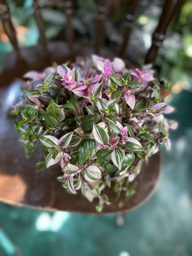 tradescantia-fluminensis-quadricolor_12x20-0.jpg Zdjęcie rośliny Tradescantia fluminensis quadricolor (Trzykrotka ) ujęcie 1