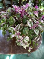 Zdjęcie rośliny Tradescantia fluminensis quadricolor (Trzykrotka ) ujęcie 2