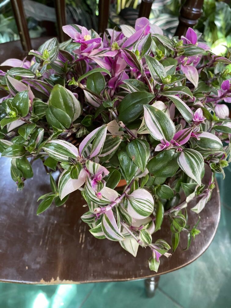 Zdjęcie rośliny Tradescantia fluminensis quadricolor (Trzykrotka ) ujęcie 2