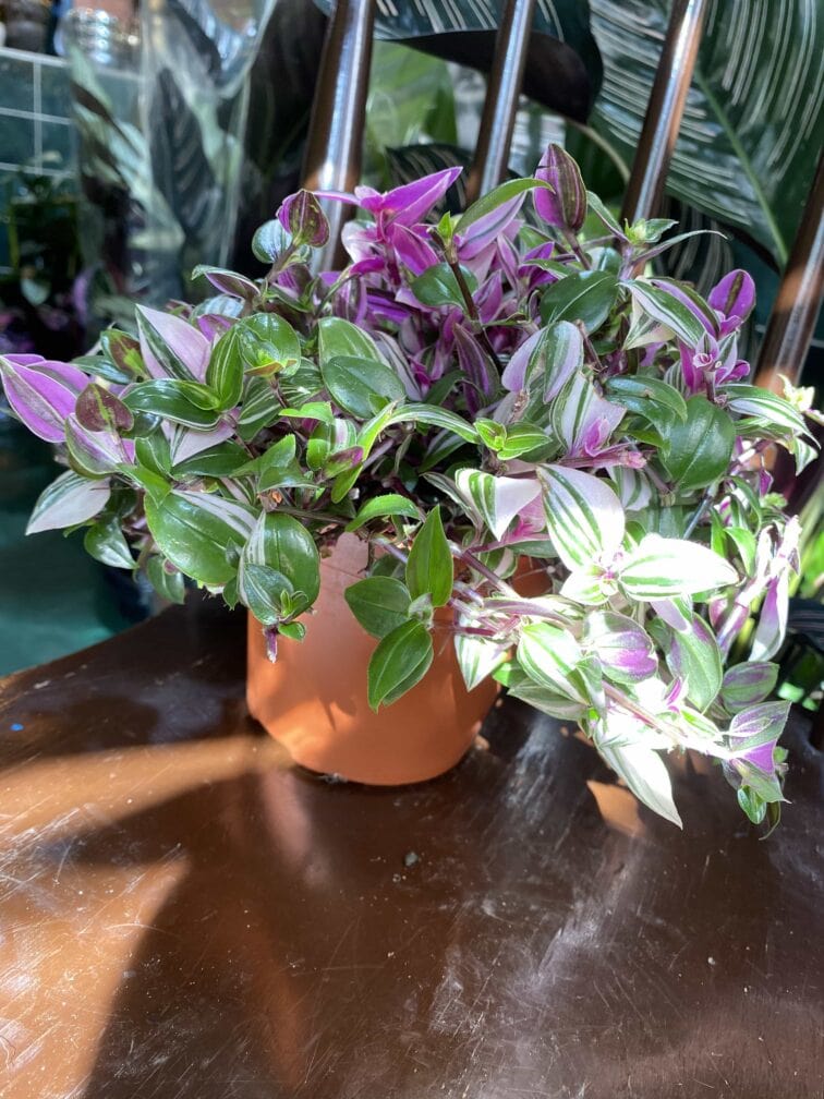 Zdjęcie rośliny Tradescantia fluminensis quadricolor (Trzykrotka ) ujęcie 3