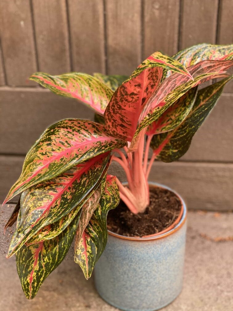 Zdjęcie Aglaonema Florida w kategorii rośliny, ujęcie 1