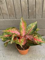 Zdjęcie Aglaonema Florida w kategorii rośliny, ujęcie 2
