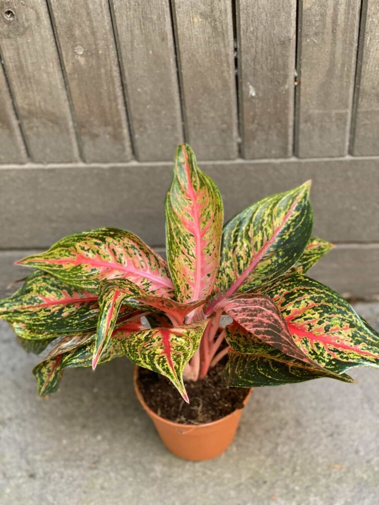 Zdjęcie Aglaonema Florida w kategorii rośliny, ujęcie 2