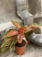 Zdjęcie Aglaonema Florida w kategorii rośliny, ujęcie 3