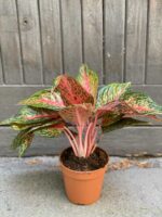 Zdjęcie Aglaonema Florida w kategorii rośliny, ujęcie 4