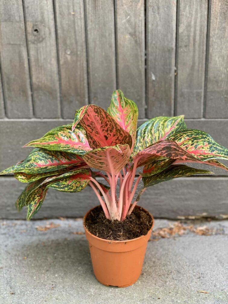 Zdjęcie Aglaonema Florida w kategorii rośliny, ujęcie 4