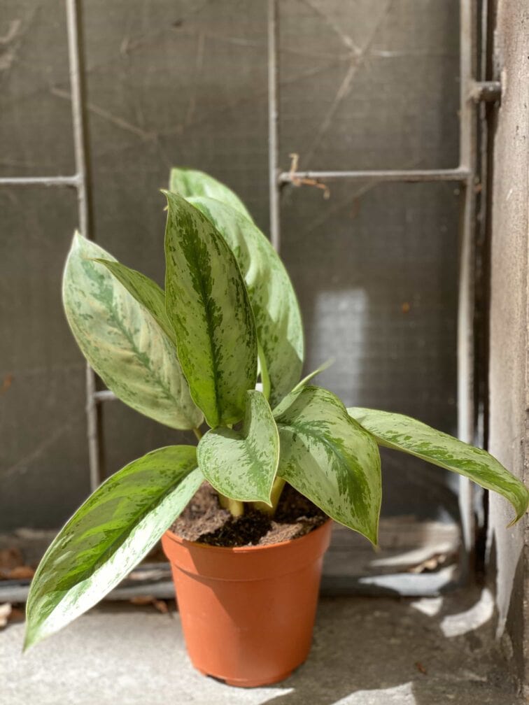 Zdjęcie Aglaonema Silver Frost w kategorii rośliny, ujęcie 1