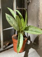 Zdjęcie Aglaonema Silver Frost w kategorii rośliny, ujęcie 2