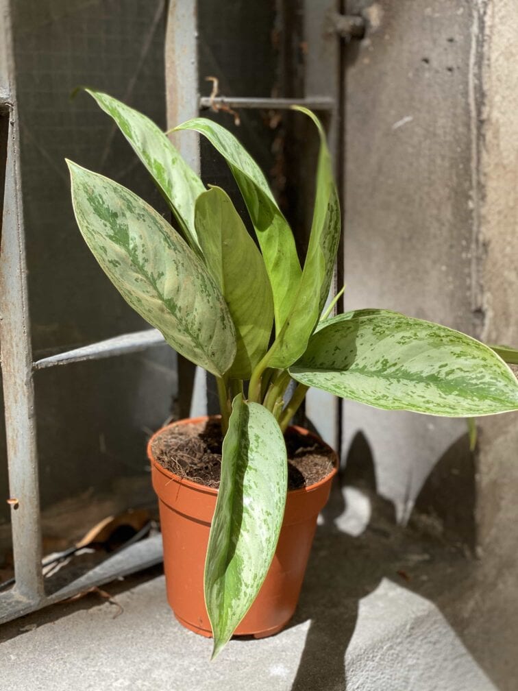 Zdjęcie Aglaonema Silver Frost w kategorii rośliny, ujęcie 2