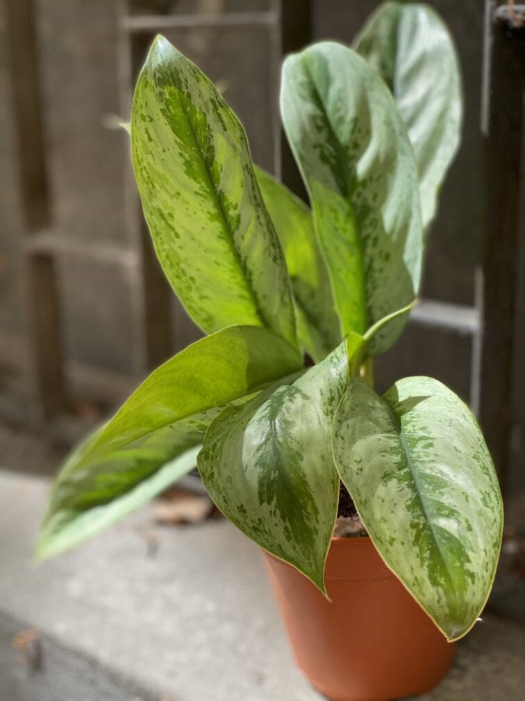 Zdjęcie Aglaonema Silver Frost w kategorii rośliny, ujęcie 3