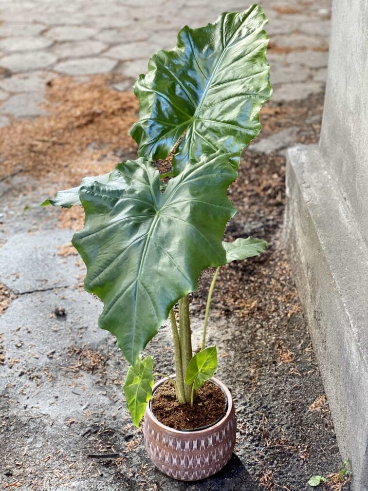 alocasia-portadora_16x80-0.jpg Zdjęcie Alocasia Portadora w kategorii rośliny, ujęcie 1