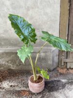 Zdjęcie Alocasia Portadora w kategorii rośliny, ujęcie 2