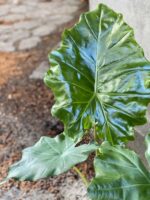 Zdjęcie Alocasia Portadora w kategorii rośliny, ujęcie 3