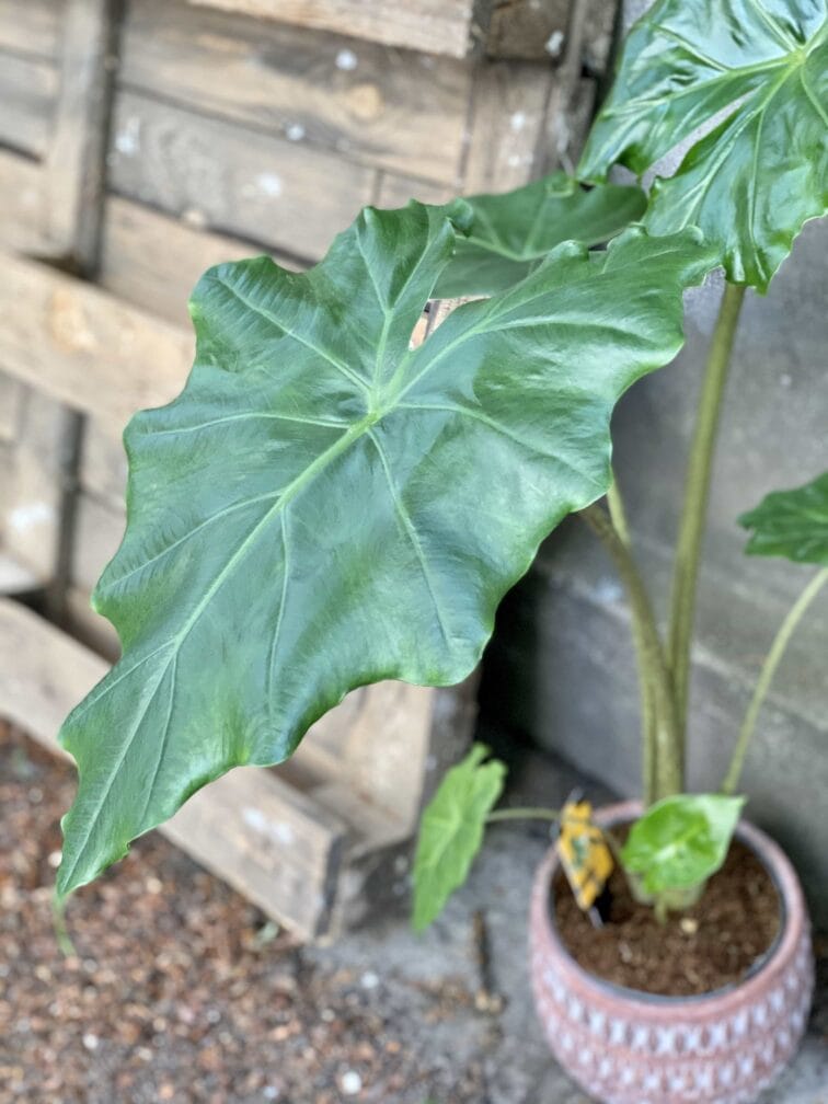 Zdjęcie Alocasia Portadora w kategorii rośliny, ujęcie 4