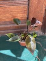 Zdjęcie Anthurium Black Queen w kategorii rośliny, ujęcie 1