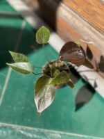 Zdjęcie Anthurium Black Queen w kategorii rośliny, ujęcie 2