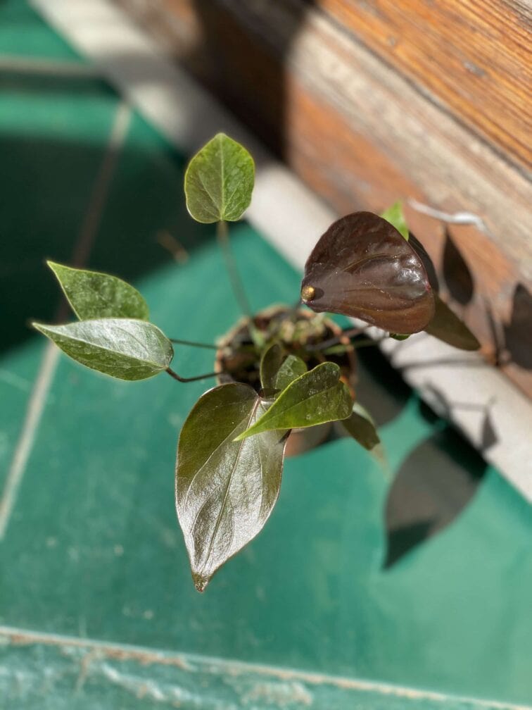 Zdjęcie Anthurium Black Queen w kategorii rośliny, ujęcie 2