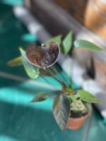 Zdjęcie Anthurium Black Queen w kategorii rośliny, ujęcie 3