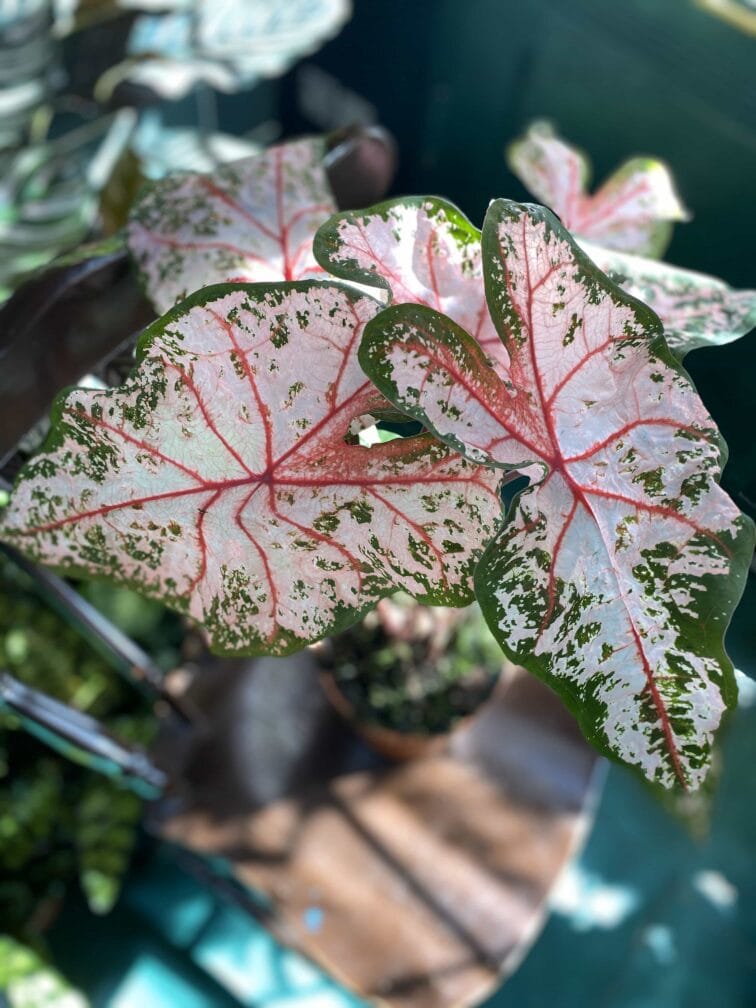 caladium-carolyn_16x60-0.jpg Zdjęcie rośliny Caladium Carolyn ujęcie 1