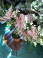 Zdjęcie rośliny Caladium Carolyn ujęcie 2
