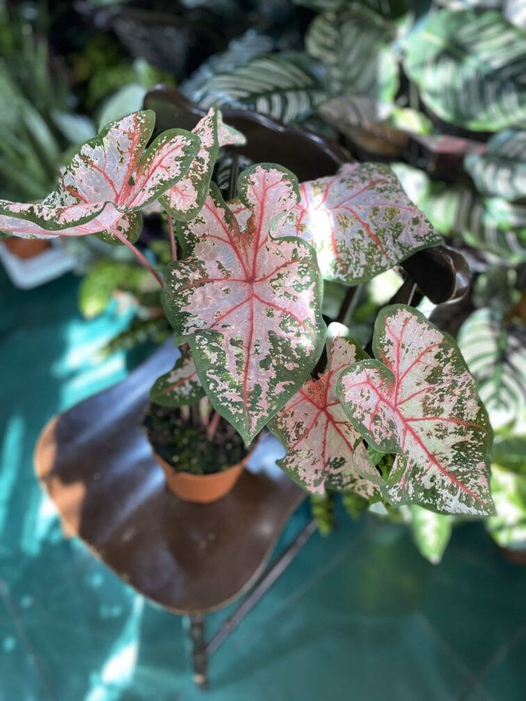 Zdjęcie rośliny Caladium Carolyn ujęcie 2