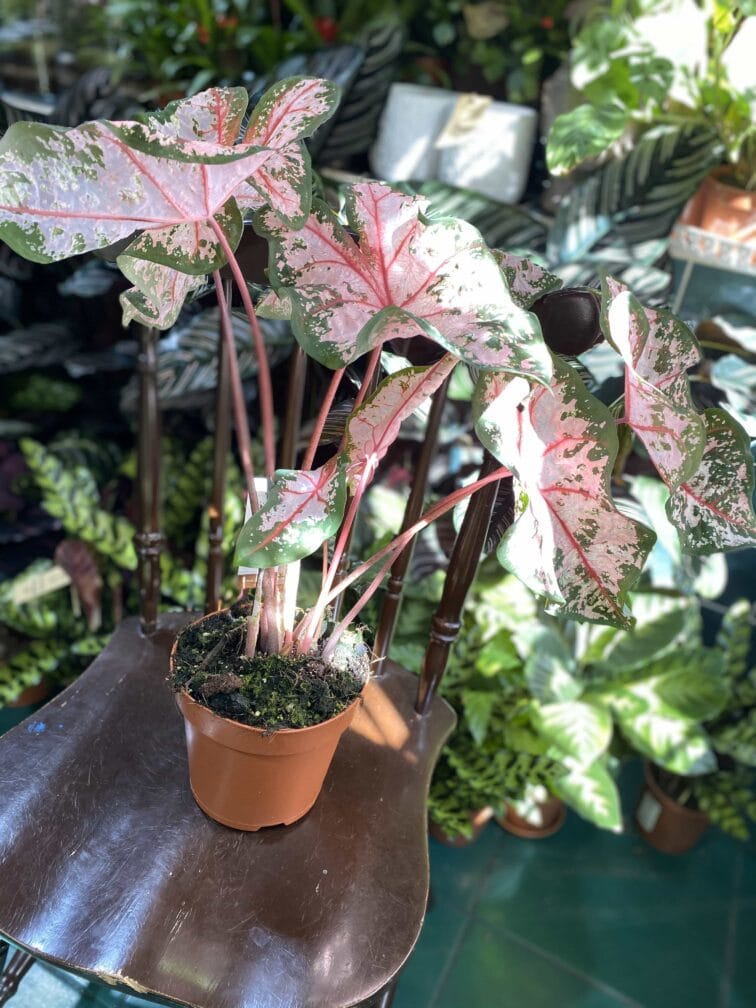 Zdjęcie rośliny Caladium Carolyn ujęcie 3