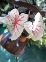 Zdjęcie rośliny Caladium Fiesta ujęcie 1