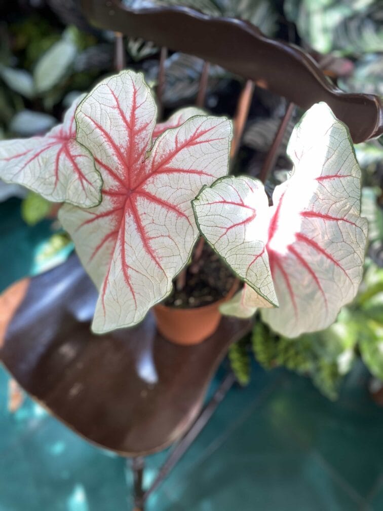 Zdjęcie rośliny Caladium Fiesta ujęcie 1