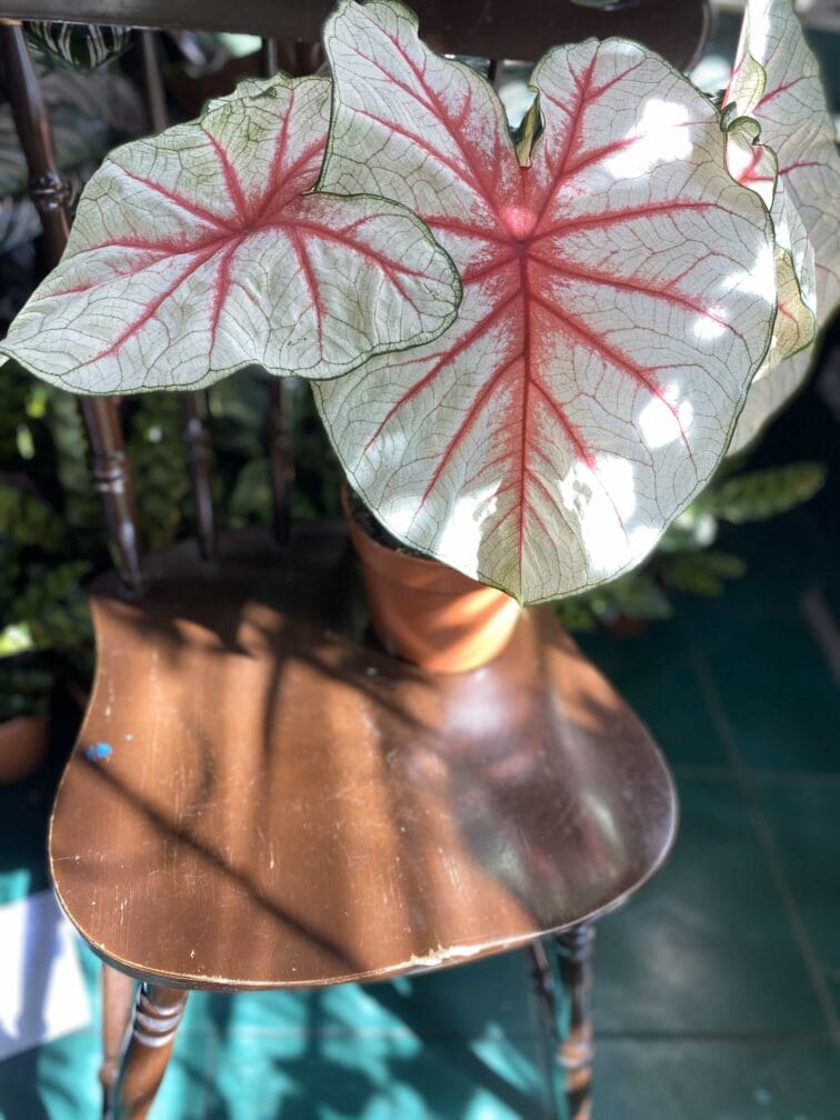 Zdjęcie rośliny Caladium Fiesta ujęcie 3