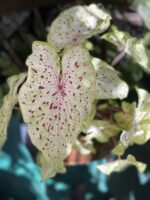 Zdjęcie rośliny Caladium Miss Muffet ujęcie 1