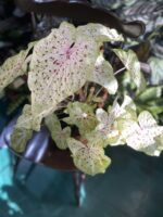 Zdjęcie rośliny Caladium Miss Muffet ujęcie 2