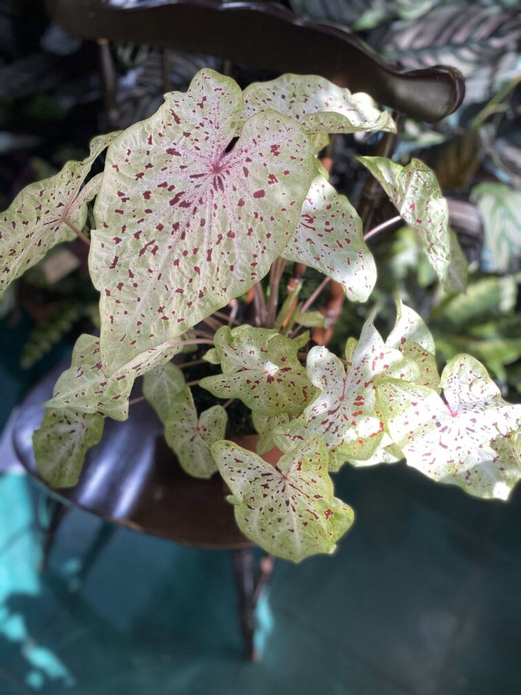 Zdjęcie rośliny Caladium Miss Muffet ujęcie 2