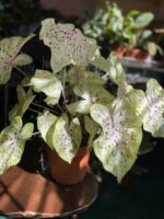 Zdjęcie rośliny Caladium Miss Muffet ujęcie 3
