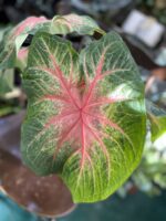 Zdjęcie rośliny Caladium Rosebud ujęcie 1