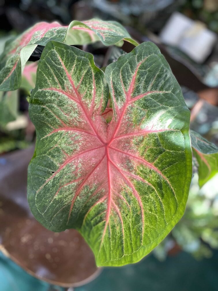 Zdjęcie rośliny Caladium Rosebud ujęcie 1