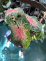 Zdjęcie rośliny Caladium Rosebud ujęcie 2