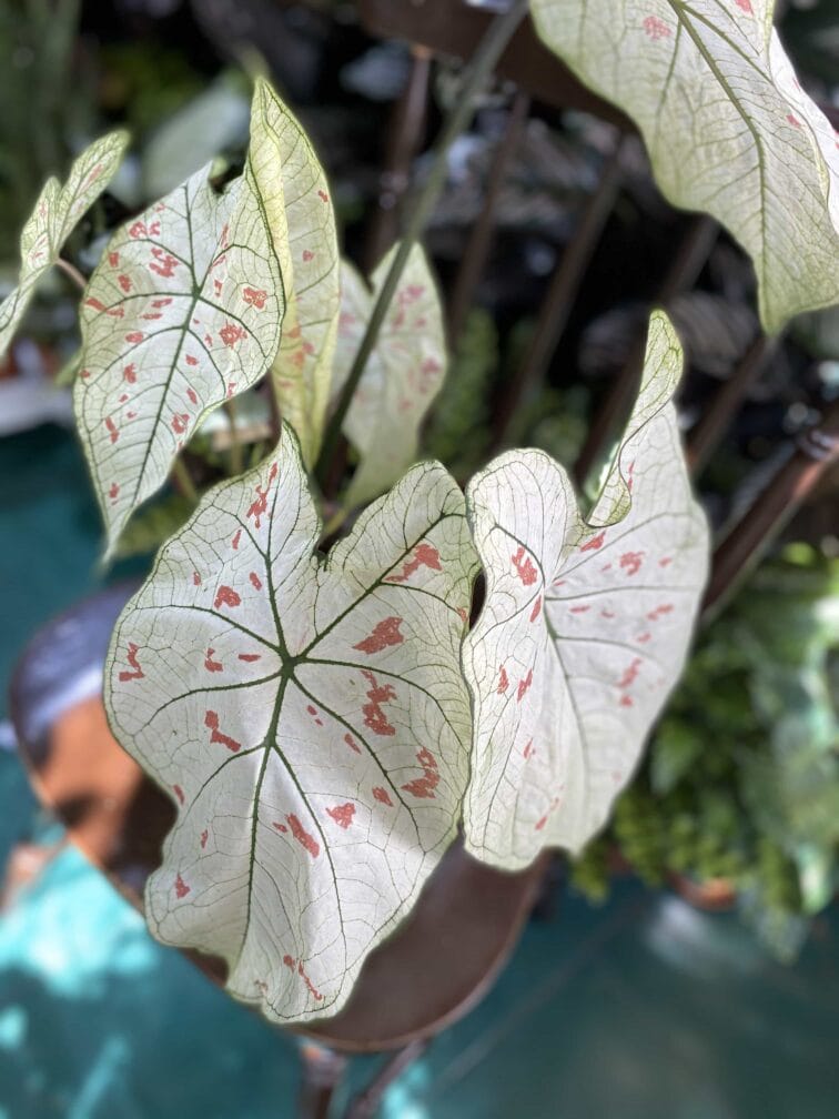 Zdjęcie rośliny Caladium Strawberry ujęcie 2