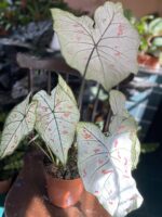 Zdjęcie rośliny Caladium Strawberry ujęcie 3