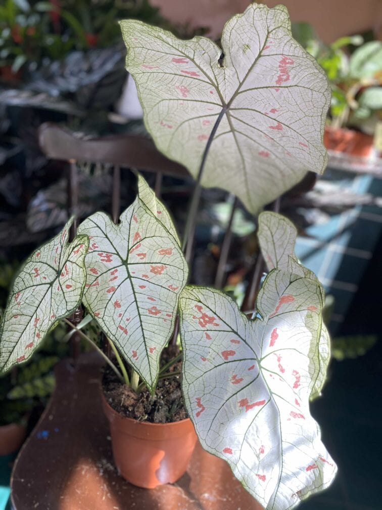 Zdjęcie rośliny Caladium Strawberry ujęcie 3