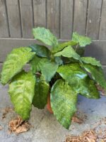 Zdjęcie Calathea Network (Mosaica) w kategorii rośliny, ujęcie 1