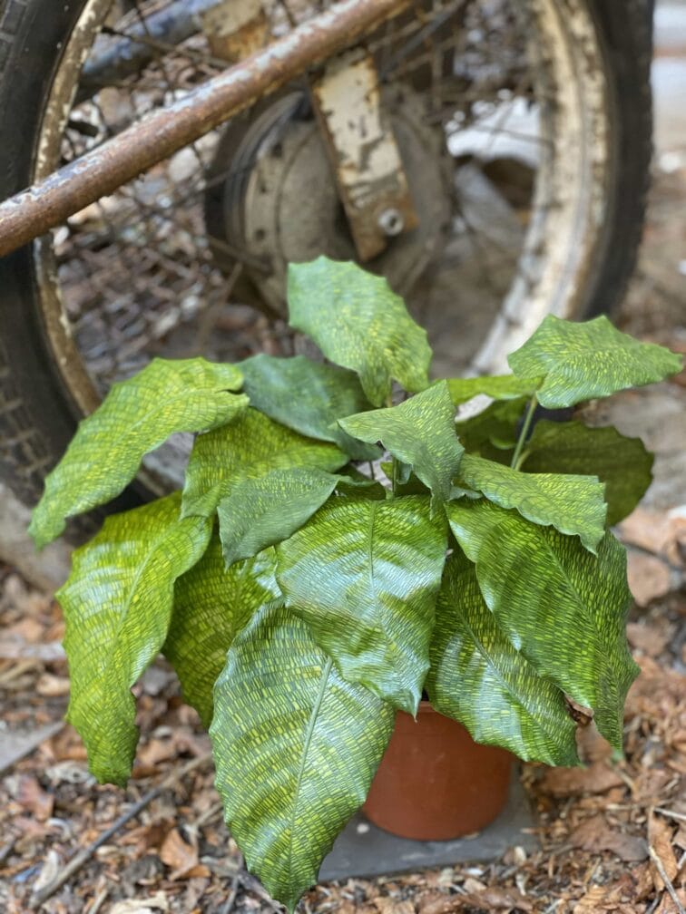 Zdjęcie Calathea Network (Mosaica) w kategorii rośliny, ujęcie 2