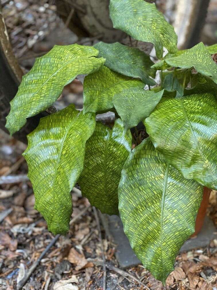 Zdjęcie Calathea Network (Mosaica) w kategorii rośliny, ujęcie 3